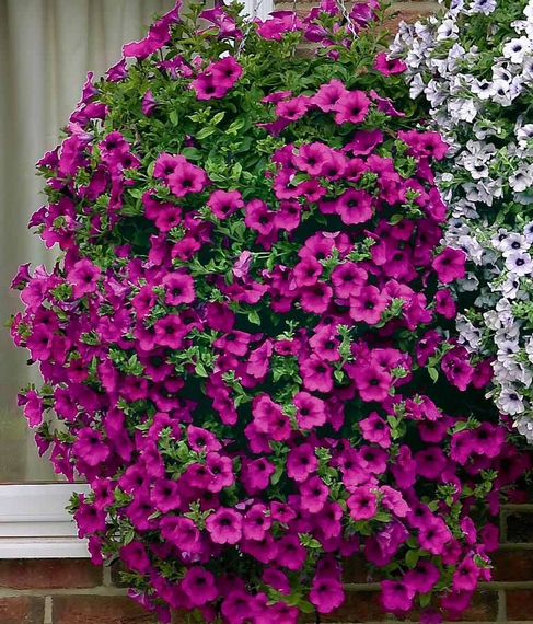 Petunia Tidal Wave Purple (4115)